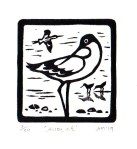 Avocet