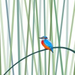 Alison Hullyer –&nbsp;Kingfisher