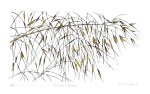 Alison Hullyer – Sunlit&nbsp;Stipa