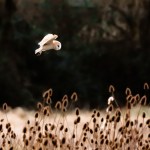 02 c.firstsnowimages-OwlFens